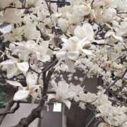 ヒメ日記 2025/03/24 11:31 投稿 矢沢 熟女待機所 厚木店