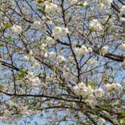 ヒメ日記 2025/03/26 10:47 投稿 矢沢 熟女待機所 厚木店