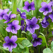 ヒメ日記 2025/03/27 11:33 投稿 矢沢 熟女待機所 厚木店