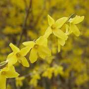 ヒメ日記 2025/03/28 11:02 投稿 矢沢 熟女待機所 厚木店