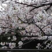 ヒメ日記 2025/03/30 10:32 投稿 矢沢 熟女待機所 厚木店