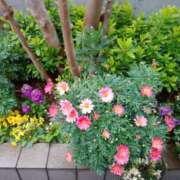 ヒメ日記 2025/03/31 10:54 投稿 矢沢 熟女待機所 厚木店