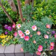 ヒメ日記 2025/04/06 10:36 投稿 矢沢 熟女待機所 厚木店