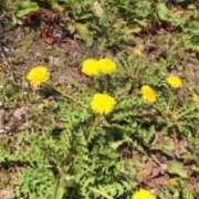 ヒメ日記 2025/04/08 11:32 投稿 矢沢 熟女待機所 厚木店