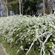 ヒメ日記 2025/04/15 10:46 投稿 矢沢 熟女待機所 厚木店