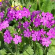 ヒメ日記 2025/04/17 11:44 投稿 矢沢 熟女待機所 厚木店