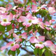 ヒメ日記 2025/04/18 10:43 投稿 矢沢 熟女待機所 厚木店