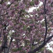 ヒメ日記 2025/04/20 10:22 投稿 矢沢 熟女待機所 厚木店