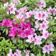 ヒメ日記 2025/04/22 11:32 投稿 矢沢 熟女待機所 厚木店