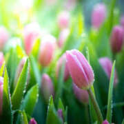 ヒメ日記 2025/04/23 11:00 投稿 矢沢 熟女待機所 厚木店