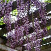 ヒメ日記 2025/04/24 11:34 投稿 矢沢 熟女待機所 厚木店