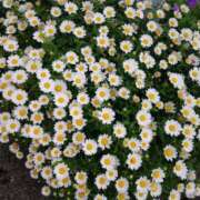 ヒメ日記 2025/05/08 12:25 投稿 矢沢 熟女待機所 厚木店