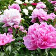 ヒメ日記 2025/05/14 10:50 投稿 矢沢 熟女待機所 厚木店