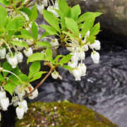 ヒメ日記 2025/05/16 11:41 投稿 矢沢 熟女待機所 厚木店