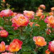 ヒメ日記 2025/05/18 10:50 投稿 矢沢 熟女待機所 厚木店