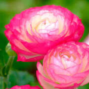 ヒメ日記 2025/05/21 10:40 投稿 矢沢 熟女待機所 厚木店