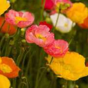 ヒメ日記 2025/05/22 11:36 投稿 矢沢 熟女待機所 厚木店