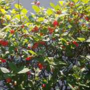 ヒメ日記 2025/05/26 11:32 投稿 矢沢 熟女待機所 厚木店