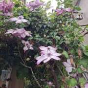 ヒメ日記 2025/05/28 11:18 投稿 矢沢 熟女待機所 厚木店