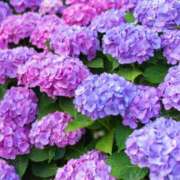 ヒメ日記 2025/06/02 11:17 投稿 矢沢 熟女待機所 厚木店