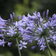 ヒメ日記 2025/06/05 10:41 投稿 矢沢 熟女待機所 厚木店