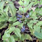 ヒメ日記 2025/06/12 11:43 投稿 矢沢 熟女待機所 厚木店