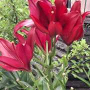 ヒメ日記 2025/06/19 10:47 投稿 矢沢 熟女待機所 厚木店