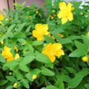 ヒメ日記 2025/06/20 10:47 投稿 矢沢 熟女待機所 厚木店