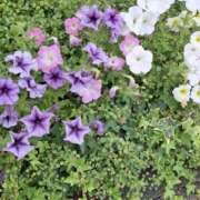 ヒメ日記 2025/06/23 11:39 投稿 矢沢 熟女待機所 厚木店