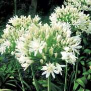 ヒメ日記 2025/06/26 10:55 投稿 矢沢 熟女待機所 厚木店