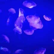 ヒメ日記 2025/06/27 10:38 投稿 矢沢 熟女待機所 厚木店