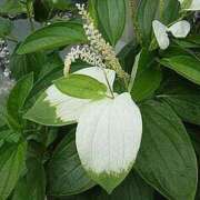 ヒメ日記 2025/07/02 11:32 投稿 矢沢 熟女待機所 厚木店