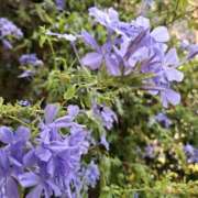 ヒメ日記 2025/07/04 11:52 投稿 矢沢 熟女待機所 厚木店