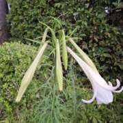 ヒメ日記 2025/07/06 11:05 投稿 矢沢 熟女待機所 厚木店