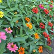 ヒメ日記 2025/07/17 11:28 投稿 矢沢 熟女待機所 厚木店