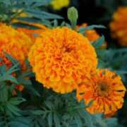 ヒメ日記 2025/07/19 11:50 投稿 矢沢 熟女待機所 厚木店