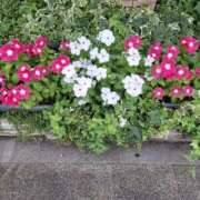 ヒメ日記 2025/07/20 10:48 投稿 矢沢 熟女待機所 厚木店