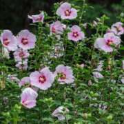 ヒメ日記 2025/07/24 11:56 投稿 矢沢 熟女待機所 厚木店