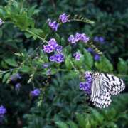 ヒメ日記 2025/07/31 10:43 投稿 矢沢 熟女待機所 厚木店