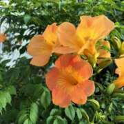 ヒメ日記 2025/08/09 11:38 投稿 矢沢 熟女待機所 厚木店