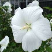 ヒメ日記 2025/08/20 11:18 投稿 矢沢 熟女待機所 厚木店