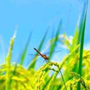 ヒメ日記 2025/08/30 11:25 投稿 矢沢 熟女待機所 厚木店