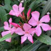 ヒメ日記 2025/09/04 11:33 投稿 矢沢 熟女待機所 厚木店