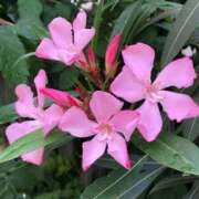 ヒメ日記 2025/09/04 11:44 投稿 矢沢 熟女待機所 厚木店