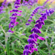 ヒメ日記 2025/09/15 12:05 投稿 矢沢 熟女待機所 厚木店