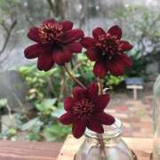 ヒメ日記 2025/09/16 12:05 投稿 矢沢 熟女待機所 厚木店