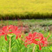 ヒメ日記 2025/09/23 11:06 投稿 矢沢 熟女待機所 厚木店