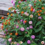 ヒメ日記 2025/09/24 12:25 投稿 矢沢 熟女待機所 厚木店