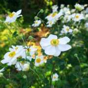 ヒメ日記 2025/09/30 11:06 投稿 矢沢 熟女待機所 厚木店