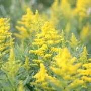 ヒメ日記 2025/10/11 10:06 投稿 矢沢 熟女待機所 厚木店